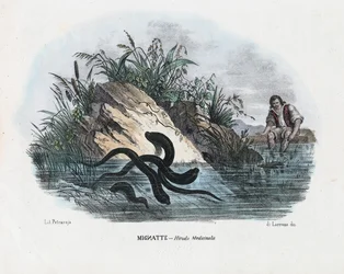 Leeches, 1863-79